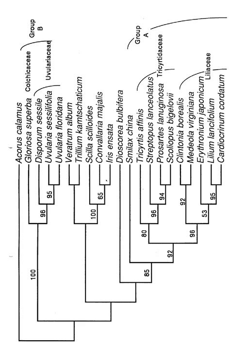 Figure 2 from MOLECULAR DATA AND PHYLOGENY OF FAMILY SMILACACEAE | Semantic Scholar