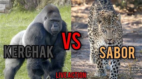 SABOR VS KERCHAK - live action - YouTube