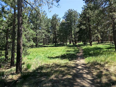 Meadow Trail | Hike Lemmon!