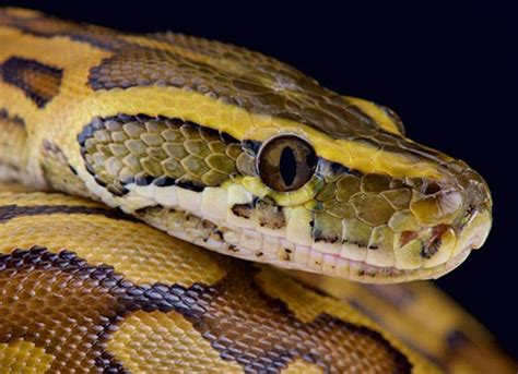 African Rock Python - Python sebae | PetMD