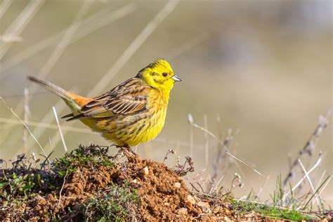 Yellowhammer | Greek Nature Encyclopedia