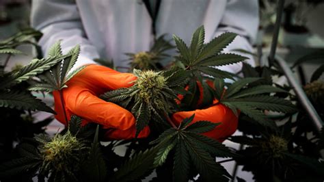 Cannabis stocks show record slump as legalization prospect dims