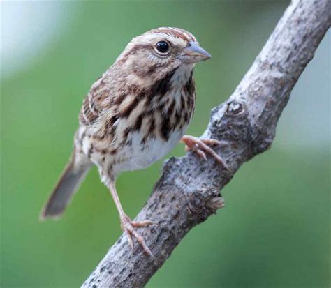 White-Throated Sparrow | Coniferous Forest