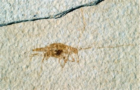 Fossil Arthropod Species - Fossil Butte National Monument (U.S. National Park Service)