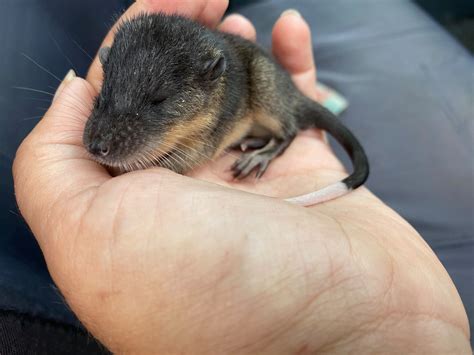 Rakali pups are too cute to handle - Australian Geographic