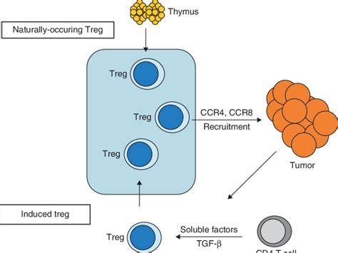 The origin and development of regulatory T cells in cancer patients may ...