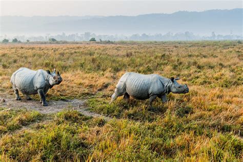 Wildlife Tourism at Kaziranga National park