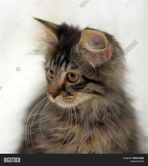 Cute Fluffy Brown Image & Photo (Free Trial) | Bigstock