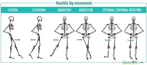 Image result for hip flexion vs extension | Hips, Mountain pose, Hip flexor