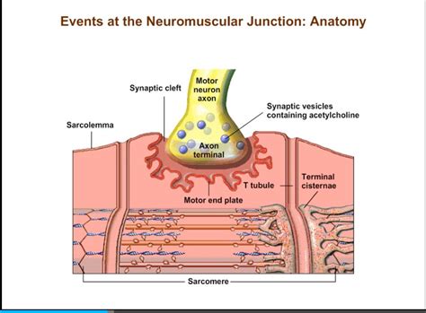 Neuromuscular Junction T Tubules