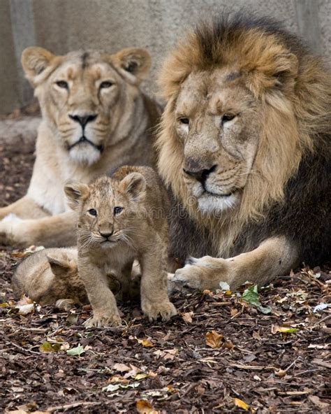 Famille de lion image stock. Image du mâle, chéri, nature - 10879653