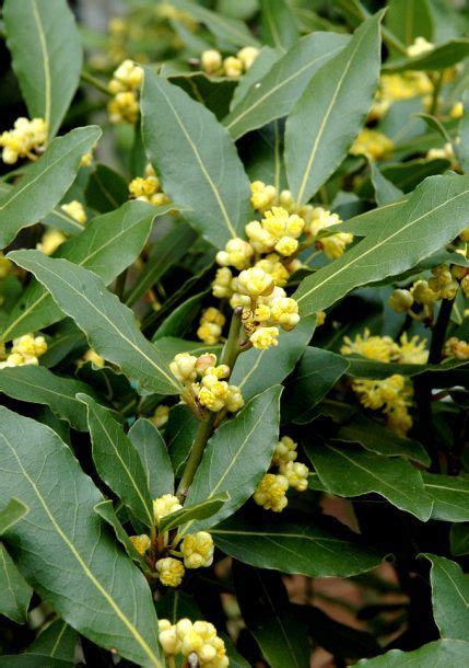 Laurel cuidados cultivo y multiplicación del laurus nobilis – Artofit