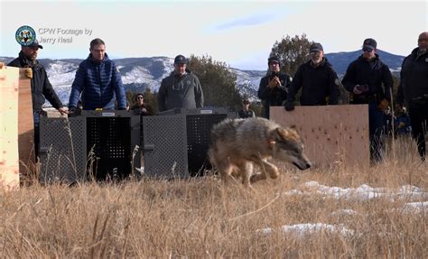 WildEarth Guardians celebrates reintroduction of wolves to Colorado ...