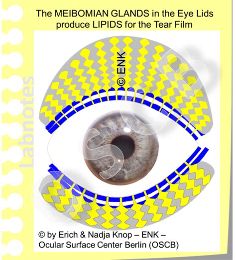 GLIMPSE of ... The MEIBOMIAN GLAND — Ocular Surface Center Berlin