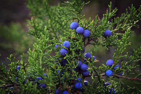 Berries, Berries, Berries.... - Longfellow's Garden Center