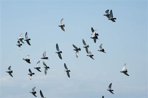 Flock of pigeons flying in formation-7189 | Stockarch Free Stock Photos