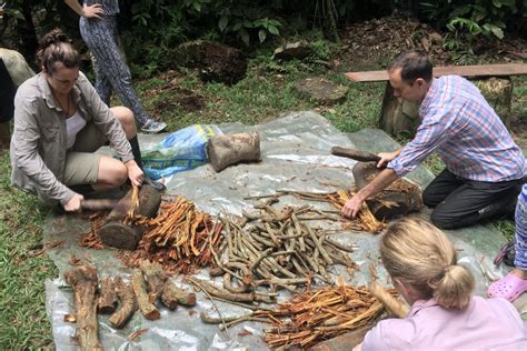 What really happens in an Ayahuasca ceremony - DOSE