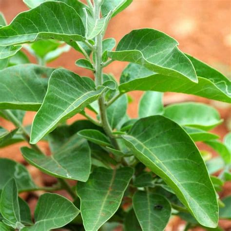 Ashwagandha Leaves by Devrk Enterprises, Ashwagandha Leaves from Dewas | ID - 5495054