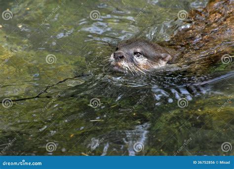 Eurasian River Otter stock photo. Image of glitter, feet - 36752856