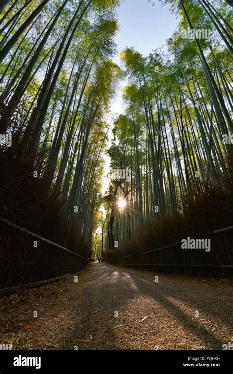 Arashiyama bamboo groove hi-res stock photography and images - Alamy