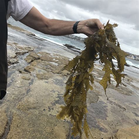 Golden Kelp: how to identify and collect edible seaweeds — Wild Plants ...