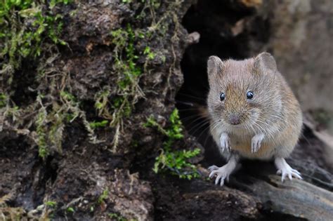 wood mouse by Wolfgang von Vietinghoff / 500px | Animals, Wood, Hamster