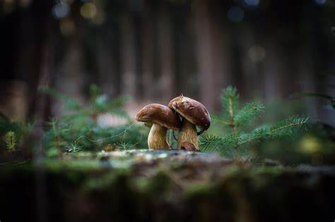 Mushroom Forest Wallpaper (64+ images)