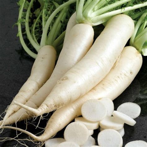 White Icicle Radish Seeds 100 SEEDS NON-GMO | Etsy