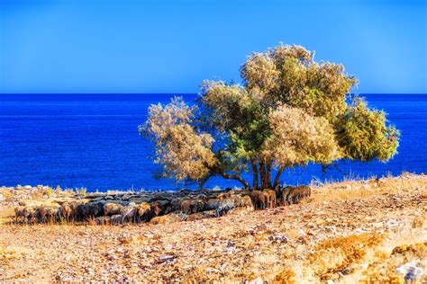 La flora - Creta - Grecia