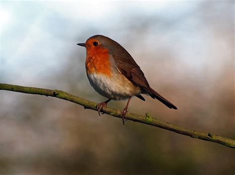 Robin redbreast Photograph by Susan Tinsley - Fine Art America