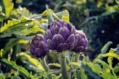 Artichoke plant Idea | chocmales