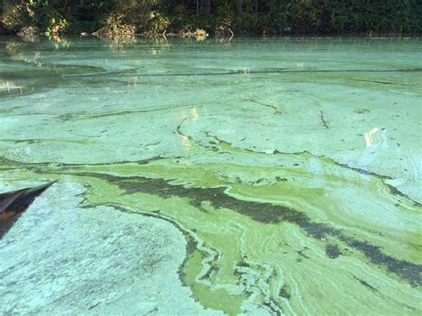 Control Blue Green Algae | How to Remove Pond, Lake Weeds