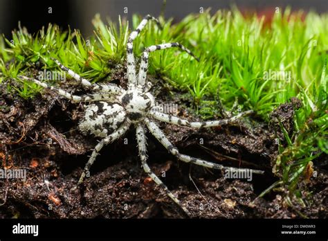 The Lichen Running Spider (Philodromus margaritatus Stock Photo - Alamy