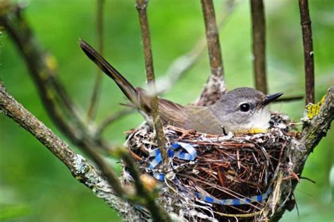 Bird in Its Nest » Focusing on Wildlife