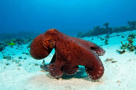 Can Octopuses Walk on Two Legs? Octopus Locomotion Explained – Animals FYI