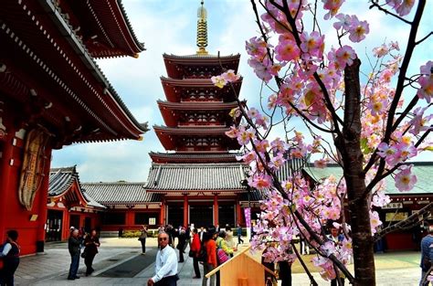 Cherry Blossoms in Bloom at the Sensoji Temple in Tokyo, Japan