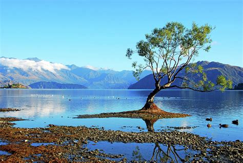 Lone Tree In Lake Wanaka Photograph by Olga Katrychenko New Zealand - Fine Art America