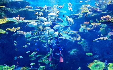 SEA LIFE Bangkok Ocean World: A Full Review with Photos