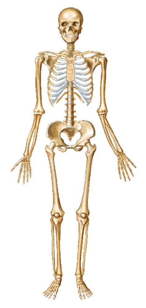 A Diagram Of Joints And Bones In The Human Body / The knee: Anatomy ...