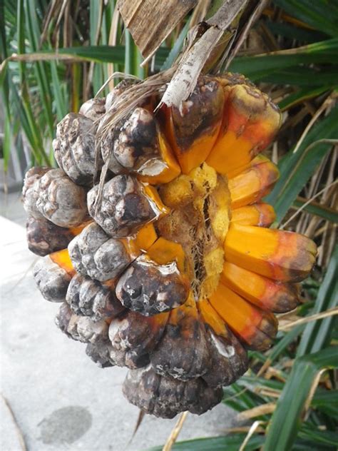 Pandanus tectorius fruit | Flickr - Photo Sharing!