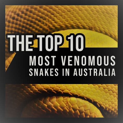 Sors Könyvelő sötét top ten deadliest snakes in australia Őszinteség Sinis Ábécésorrend