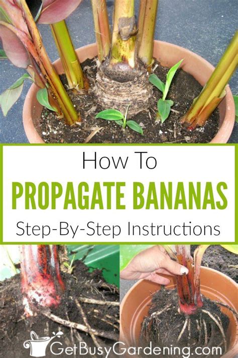 How To Propagate Banana Plants | Banana plant care, Banana plants, Grow banana tree