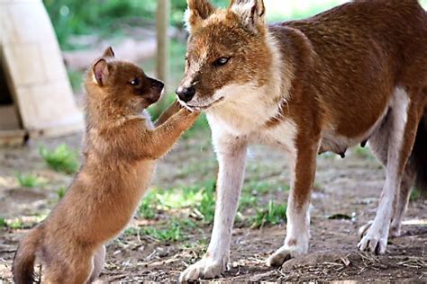 Dhole (Indian Wild Dog)- ENDANGERED SPECIES SPOTLIGHT-