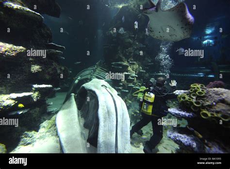 revamped London Aquarium which opens to the public today London Aquarium London Stock Photo - Alamy