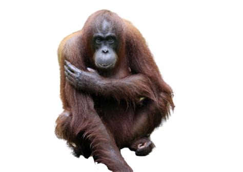 Orangutan Malaysia Wildlife Reserve Ape, Wildlife, Innocence, Animal ...