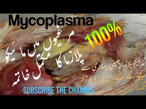 Mycoplasma Gallisepticum, in Chicken| Complete treatment|| Poultry Secret - YouTube