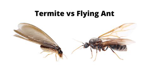 Flying Ants vs Termites - How To Tell The Difference