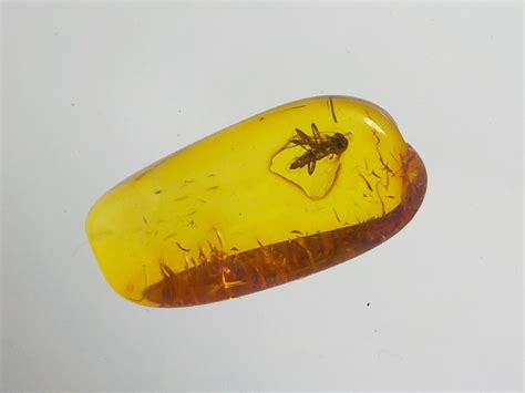 Genuine Baltic Amber Stone. Bugs in Amber - Biting Midge. Insect in Amber - Insects, Hexapods