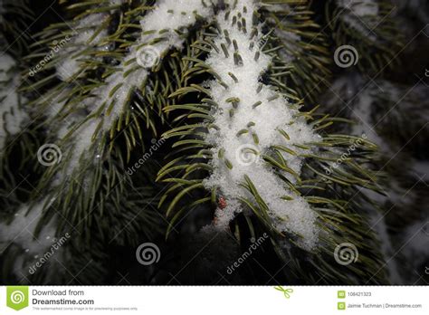 Snow on pine trees stock image. Image of cold, lonely - 108421323