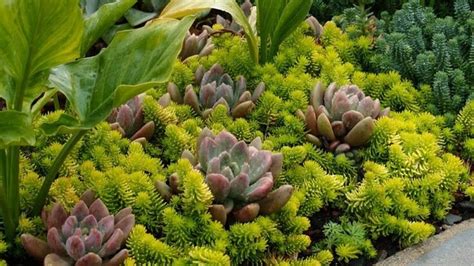 5 Steps for Growing Your Sedum Ground Cover